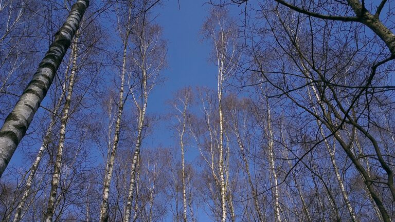 Bei (oft) blauem Himmel